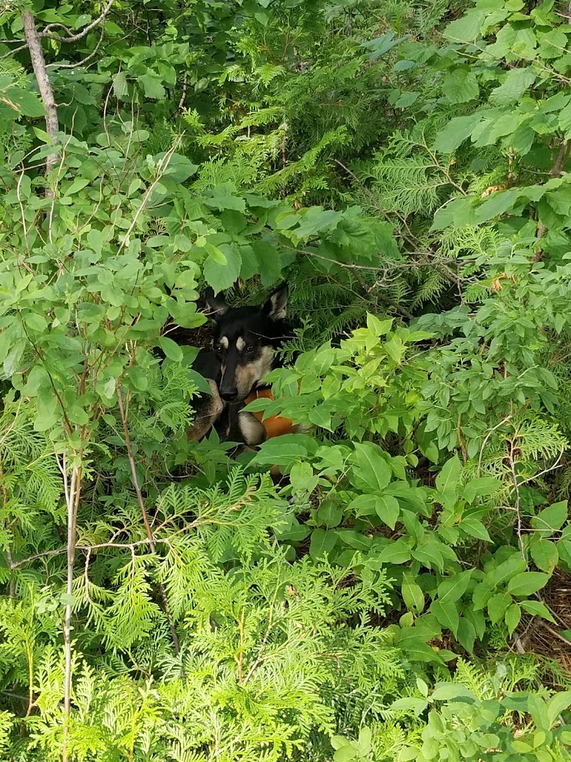 Nyla Hiding in Bushes